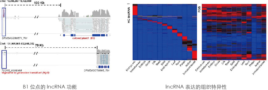 LncRNA-seq-2